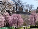 盛岡城址公園の桜