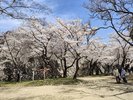 盛岡さくらまつり
