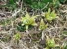 春の代名詞 ふきのとう