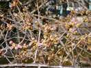【風景】高瀬の桜並木(つぼみ)