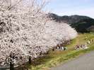 【風景】高瀬の桜並木
