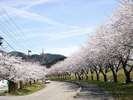 【風景】高瀬の桜並木
