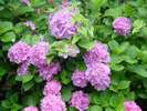 【風景】玄関の紫陽花