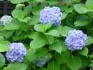 【風景】玄関の紫陽花