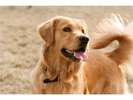 大型犬もOKです♪