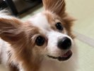 愛犬とずっと一緒に居られる温泉宿