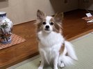 ペットと一緒にのんびり♪温泉