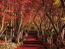 鶏足寺の紅葉