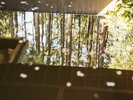 露天風呂に浮く山桜