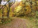 高野山ハイキングコースの紅葉