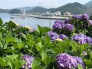 あじさいロードからの浅虫