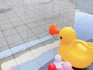 貸し切り家族風呂のおもちゃ