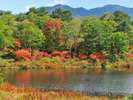 【秋】一沼志賀高原の紅葉