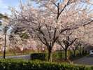 弘前の桜