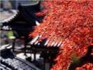 温泉寺の紅葉