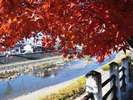 宮川の紅葉