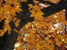 宮川河川の紅葉になる前・・・。