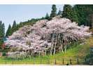 臥龍桜(当ホテルより車で20分)