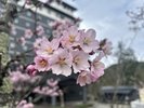 エントランスの桜