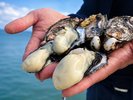 能登の豊かな海が育んだ「七尾牡蠣」。美味しく食べることで能登復興支援に。