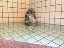 本館専用【石風呂】
