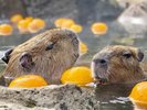 【伊豆シャボテン公園】