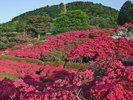 【小室公園 つつじ】お天気が良ければリフトの頂上から富士山や伊豆のリアス式海岸を眺める事も出来ます