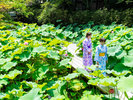 夏の庭園
