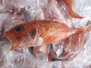 キンキです☆会席料理の一品に。焼いたり揚げたり♪
