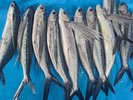 6月頃から獲れだすトビウオ☆