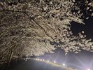 夜桜ライトアップ♪令和8年から4月頭の一週間程度開催☆