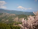 【風景】桜越しに望む富士山。西洋の館で迎える、春限定の贅沢なパノラマ。