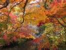 【紅葉スポット】金鱗湖(由布市)