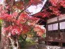 【紅葉スポット】普現寺(臼杵市)