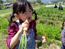■収穫体験(お子様でも生でかじれるおいしさを是非体験してみてください)