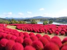 るるパークのコキア