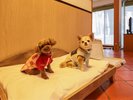 わんの宿:ワンちゃんベッド