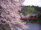 飛騨高山桜庵山の桜の見ごろは4月中旬〜下旬ころになります。