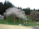 飛騨一宮にある臥龍桜