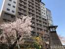 高山桜庵の敷地内にある桜(例年見頃4月中旬頃)