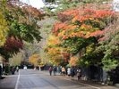 ■周辺観光|角館武家屋敷の紅葉