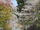 ■周辺観光|角館武家屋敷の桜