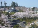 ■周辺観光|本荘さくらまつりでは約1,000本のソメイヨシノが楽しめます