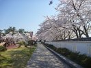 ■周辺観光|本荘さくらまつり