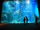 ■周辺観光|男鹿水族館GAOの大水槽は迫力満点