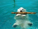 ■周辺観光|男鹿水族館GAOの人気者!ホッキョクグマ