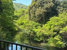 客室一例|新緑に包まれる夏の川沿い