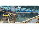 【函館市熱帯植物園】温泉にサルが入浴する期間は12月1日〜5月GWまでの予定です