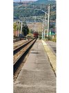 【鮭の遡上見学と鮭の捌き方・イクラ作り体験20231029】道南いさりび鉄道