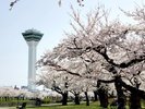 函館五稜郭公園の桜(2024年)